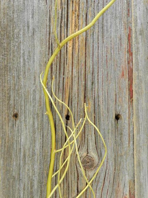 CURLY WILLOW  BRANCHES